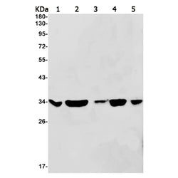 OTUB1 rabbit monoclonal antibody
