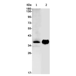 OXGR1 rabbit monoclonal antibody