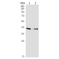 P2RY13 rabbit monoclonal antibody