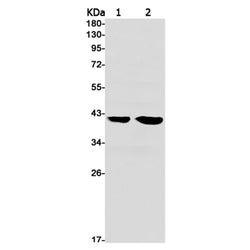P2RY6 rabbit monoclonal antibody