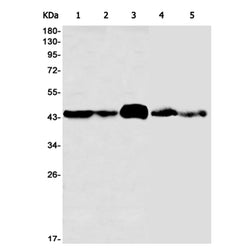 PA2G4 rabbit monoclonal antibody