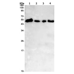 PABPN1 rabbit monoclonal antibody