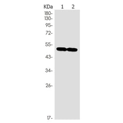 PACSIN3 rabbit monoclonal antibody