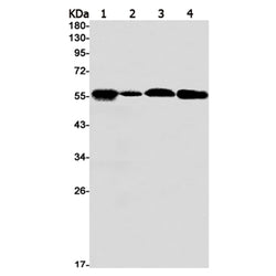 PAH rabbit monoclonal antibody