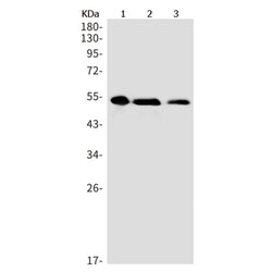 PAIP1 rabbit monoclonal antibody