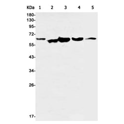 PAK1 rabbit monoclonal antibody