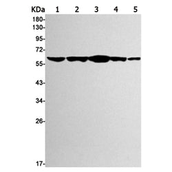 PAK2 rabbit monoclonal antibody