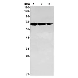 PAK1/PAK2/PAK3 (phospho-Ser144/Ser141/Ser154) rabbit monoclonal antibody