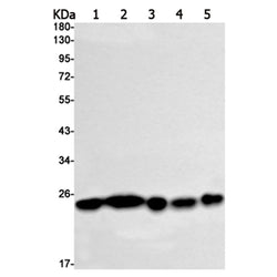PARK7 rabbit monoclonal antibody