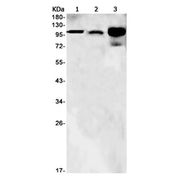 PARP1 rabbit monoclonal antibody