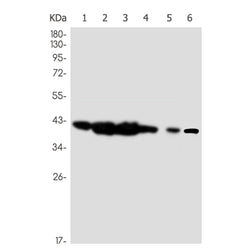 PAWR rabbit monoclonal antibody