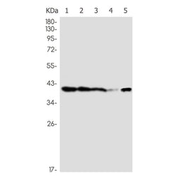 PBK rabbit monoclonal antibody