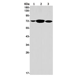 PCK2 rabbit monoclonal antibody