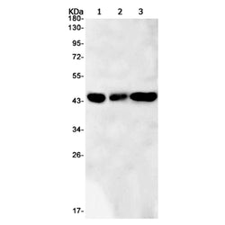 PCYT1A rabbit monoclonal antibody