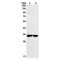 PDCD1LG2 rabbit monoclonal antibody
