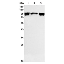 PDCD6IP rabbit monoclonal antibody