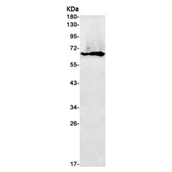 PDE1B rabbit monoclonal antibody