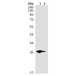 PDGFB rabbit monoclonal antibody
