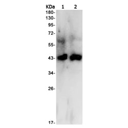 PDHA1 rabbit monoclonal antibody