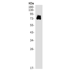PDIA4 rabbit monoclonal antibody