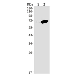PDZK1 rabbit monoclonal antibody