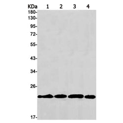 PEBP1 rabbit monoclonal antibody