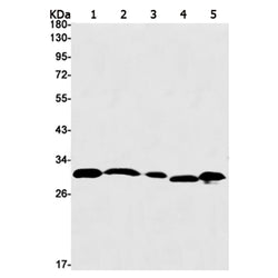 PEF1 rabbit monoclonal antibody