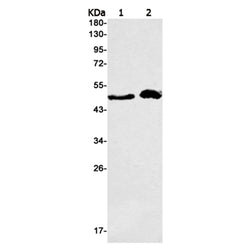 PELI1 rabbit monoclonal antibody