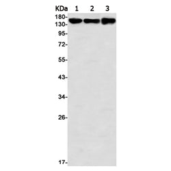 PELP1 rabbit monoclonal antibody