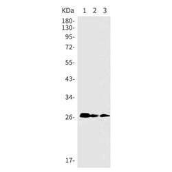PEX11B rabbit monoclonal antibody