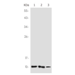 PF4 rabbit monoclonal antibody