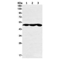 PGD rabbit monoclonal antibody