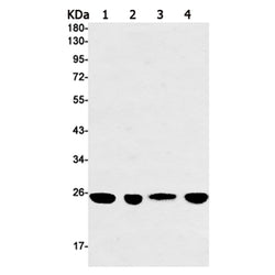 PGF rabbit monoclonal antibody