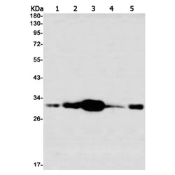 PHB1 rabbit monoclonal antibody