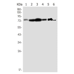 PIAS1/PIAS2/PIAS3 rabbit monoclonal antibody