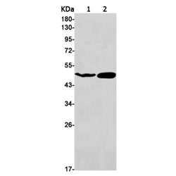 PICK1 rabbit monoclonal antibody