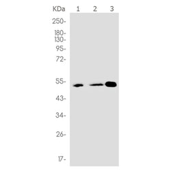 PIK3R3 rabbit monoclonal antibody