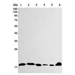 PIN1 rabbit monoclonal antibody