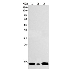 PIN4 rabbit monoclonal antibody