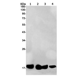 PLA2G2A rabbit monoclonal antibody