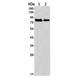 PLAA rabbit monoclonal antibody