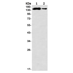 PLCG1 rabbit monoclonal antibody