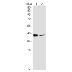 PLEK rabbit monoclonal antibody