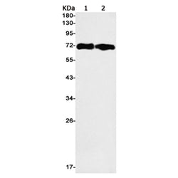PLK1 rabbit monoclonal antibody