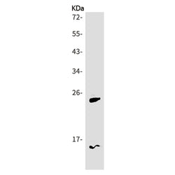 PLN (phospho-Ser16) rabbit monoclonal antibody