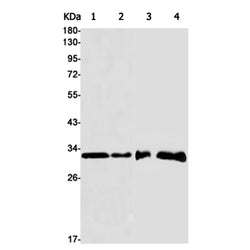 PLSCR3 rabbit monoclonal antibody