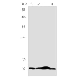 PMAIP1 rabbit monoclonal antibody