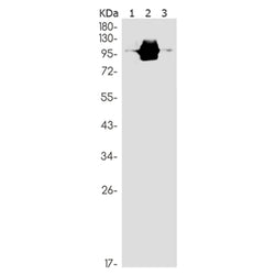 PML (phospho-Ser518) rabbit monoclonal antibody