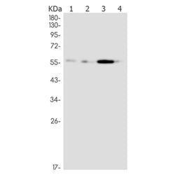 PNKP rabbit monoclonal antibody