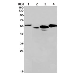 PNPLA2 rabbit monoclonal antibody